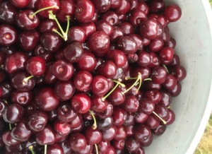 Hood River Cherries