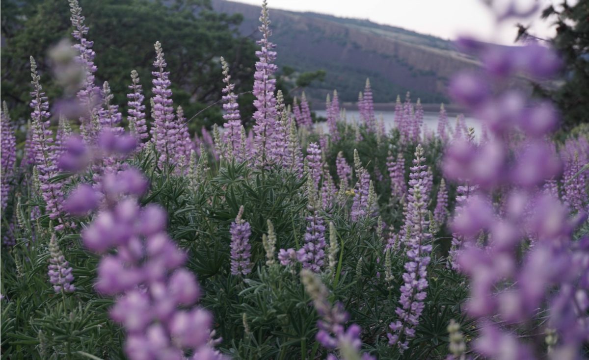 Oregon & Washington Wildflower Hikes in the Columbia River Gorge - Voyages  with Val