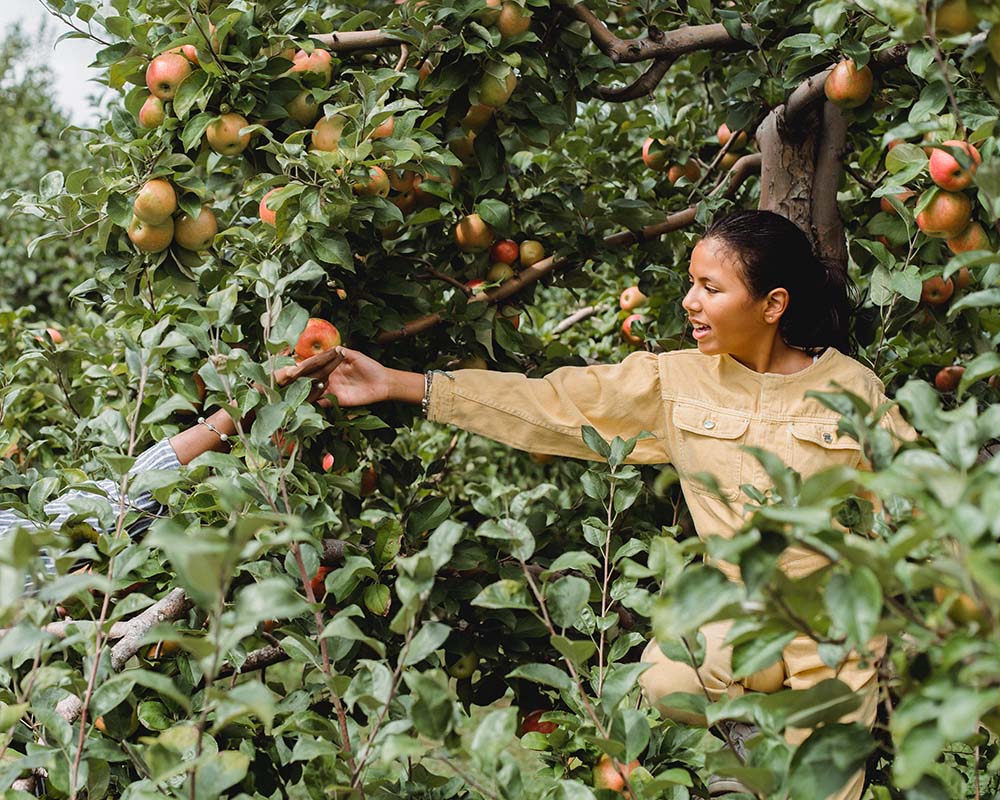 pick apples