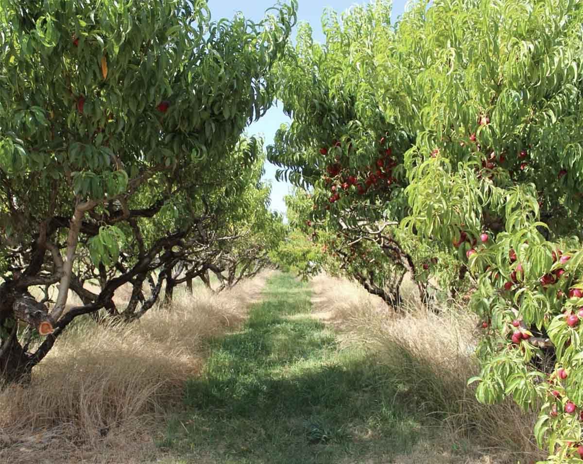 Hood River U-Pick cherry orchard